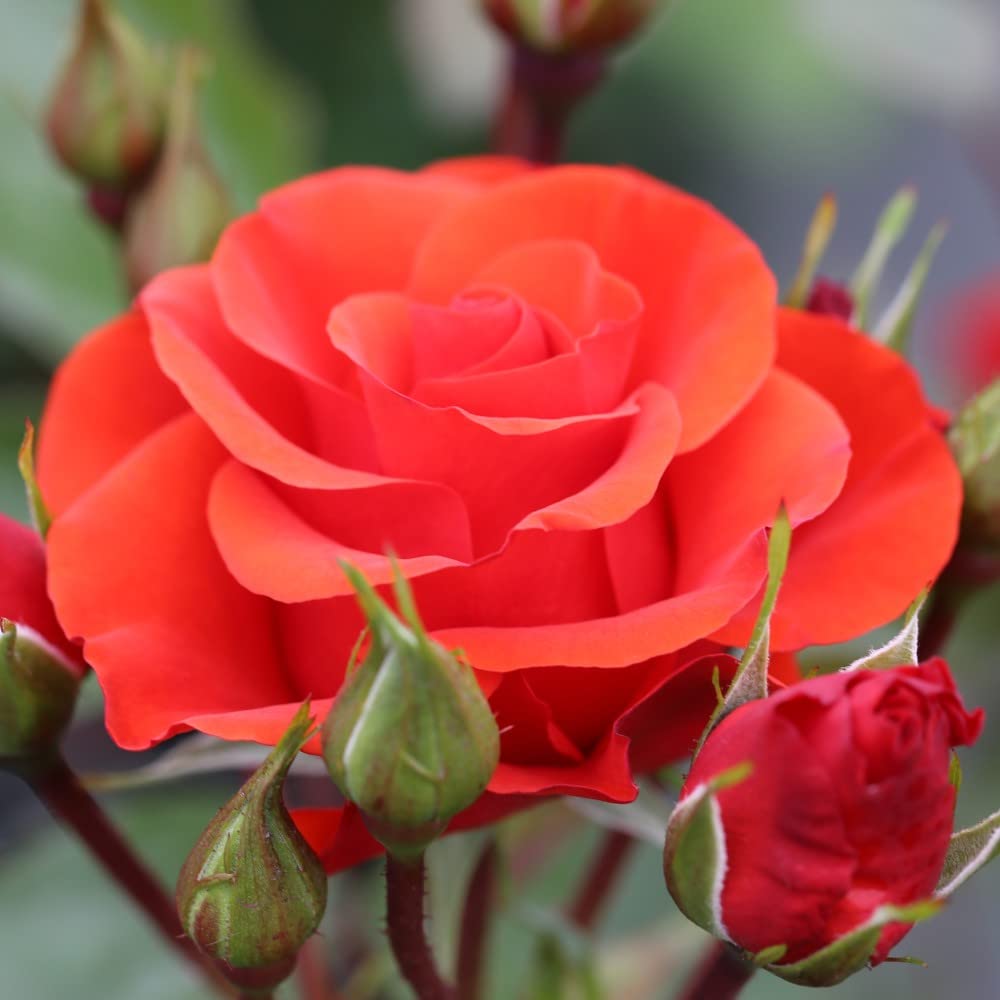 Rose 'Precious Love' Floribunda Rose Rosa Hardy Shrub Orange/Red Semi-Double Blooms Easy to Grow Your Own Garden Flowers, 1x Bare Root Plant by Thompson and Morgan