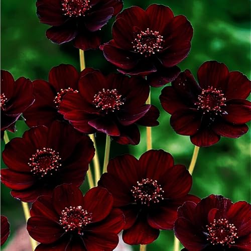 Mixrug 999+ Cosmos Atrosanguineus Seeds for Planting Cosmos Flower Seeds Non-GMO Heirloom Cosmos Seed Rare Perennial with Velvet Maroon Blooms & Real Scent Garden
