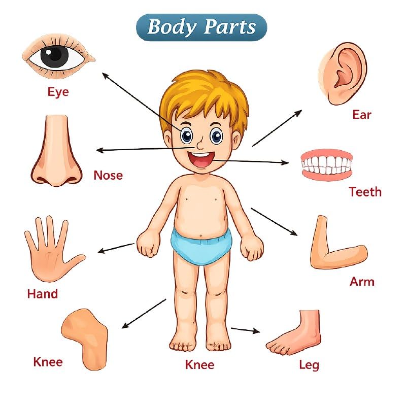 Image of Body Part Puzzle Kids Wooden Toys for Kids 3 + Jigsaw Puzzles for Adults Baby Learning Toys Educational Toys for 2 Board Game