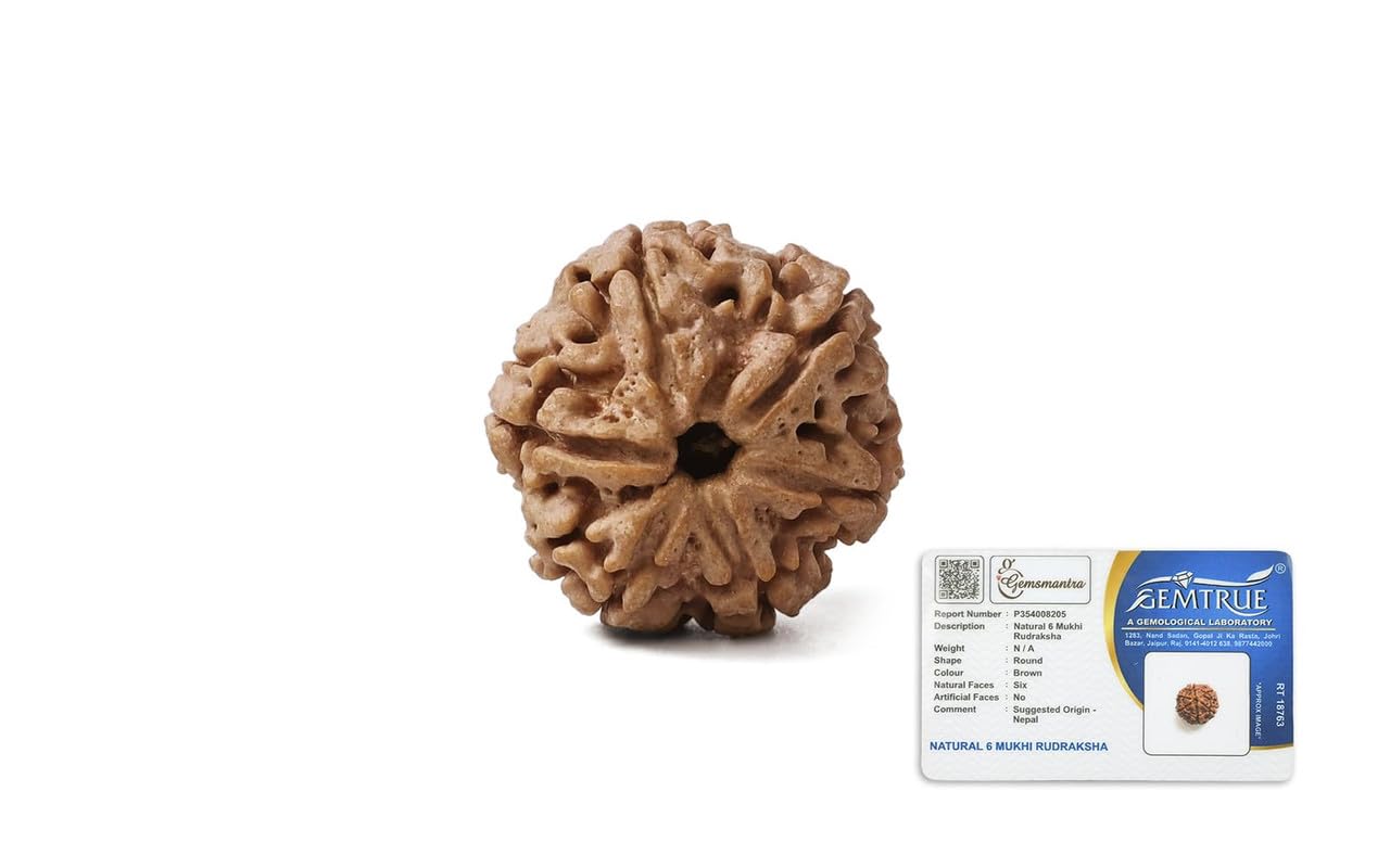 GEMSMANTRA 6 Mukhi Rudraksha | Original Nepali | Regular Size | Natural and Lab Certified | Helps to Improve Wisdom, Knowledge | Helps in Balance Emotional Stability for Men & Women