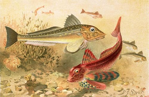 Image sur toile Les grondins de Smit SERENDIPITP impression style nordique