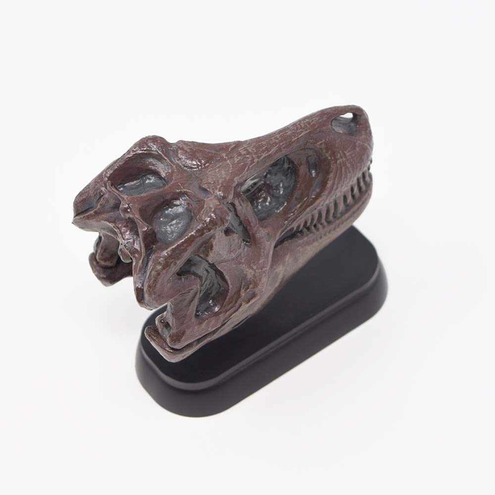 Amazon.co.jp: 恐竜 ティラノサウルス スカル ミニモデル(FDW-501