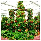Paso 5: Haga agujeros en las plantas de fresa para que las raíces tengan suficiente espacio en todos los lados y la tierra esté justo arriba de la parte superior de las raíces. Coloque las plantas en los agujeros y aplique el suelo alrededor de ellas para que las coronas estén ligeramente por encima del nivel del suelo.