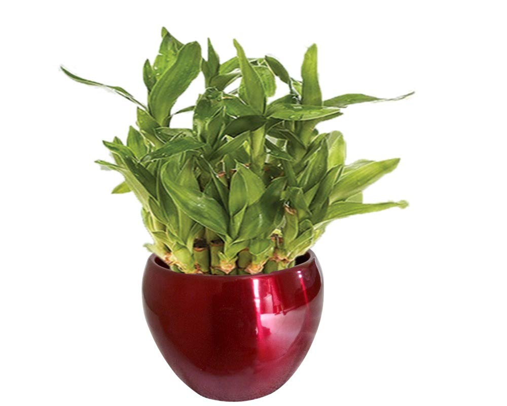 Wings Unmukth Live 2 Layer Lucky Bamboo Plant In Red Brass Metal Pot (Size:- 3 Inch , Color:- Red Pot)