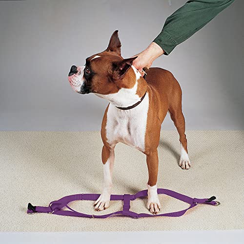212 Main 9-15 in. Nylon 2 Step Dog Harness, Purple