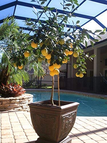 Brighter Blooms Meyer Lemon