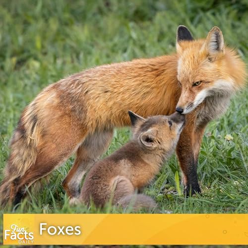 Fun Facts About Foxes