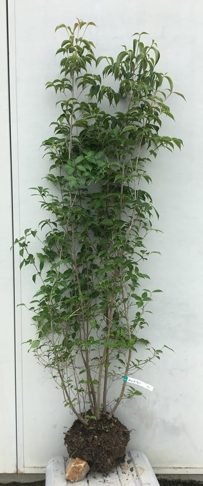 ヤマボウシ/株立ち〖庭木・植木・鉢植え〗 現山法師(ヤマボウシ)株立ち