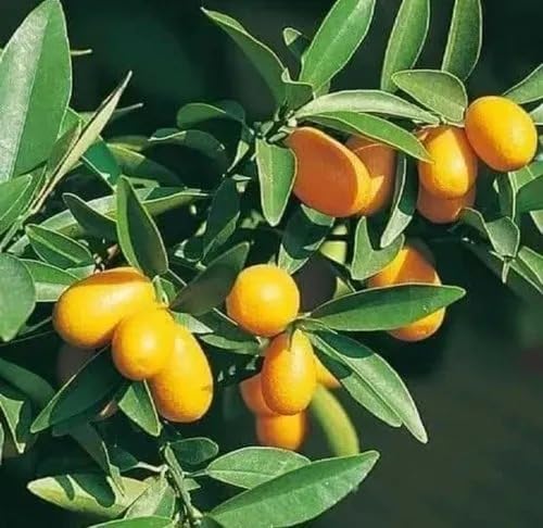Natura GreenHouse Live Sweet Cherry Lime Plant Garfted Sweet Lemon Suitable For Bonsai (1 Healthy Live Plant 1.5 ft Height -In Nursery Grow Bag) (B0CQVQRRV7) Amazon Price History, Amazon Price Tracker