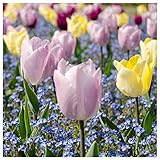 Plant & Bloom Tulpenzwiebeln aus Holland, 25 Zwiebeln - 'Einfache Frühe Tulpe' Gemischte Farben - Einfach zu züchten - Blüht im Herbst - Holländische Zwiebeln - Gelb Rosa Lila Blüten