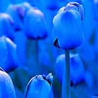 5 Bulbi Di Tulipano Blu Raro - Fiori Recisi Per Giardino | Facili Da Piantare E Decorativi - Foto 10