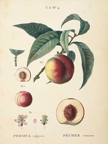 Posterazzi PDX72446LARGE Artwork, Large, Multi