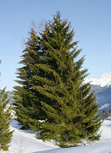 30 Seeds Norway Spruce Tree Seeds, Picea Abies, Non-Gmo (Evergreen, Fast) Grown In Illinois Usa #TOP6