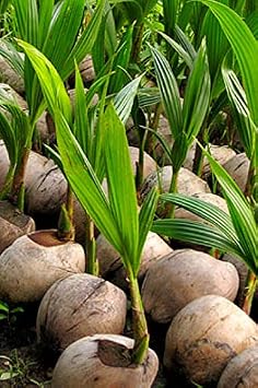 Coconut Tree, Green (Excludes Ca), Size: 24-inch