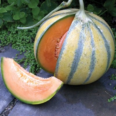 25 semi di melone Alvaro
