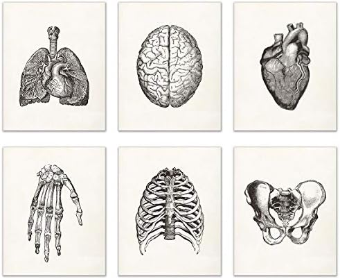 Vintage Human Anatomy Prints Set of 6 (8 inches x 10 inches) Wall Decor Matte Photos