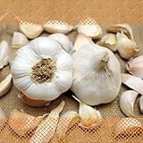 FLORTUS Freude an Vielfalt