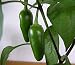 Fooled You Jalapeno Hybrid Pepper - 25 Seeds
