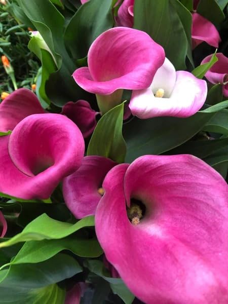 Image of Calla Lily Live Plant ? Zantedeschia Pink Flower Bulbs with Pot ? Pack of 1 | Indoor & Outdoor Decorative Flowering Plant | Elegant Pink Bloom for Home Garden