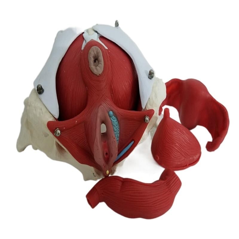 1: 1 Modelli di Organo Femminile pelvico Femminile (2 lombari della Colonna vertebrale) Vescica Femminile Muscoli del Pavimento pelvico con coccige Modello Sacro