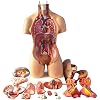 28/45/55cm Human Torso Template Anatomy Model Human Body 4D Anatomical Assembly Model of Human Organs for School Teaching
