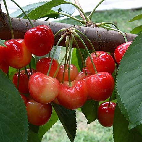 YEGAOL Rainier Cherry Seeds Cover