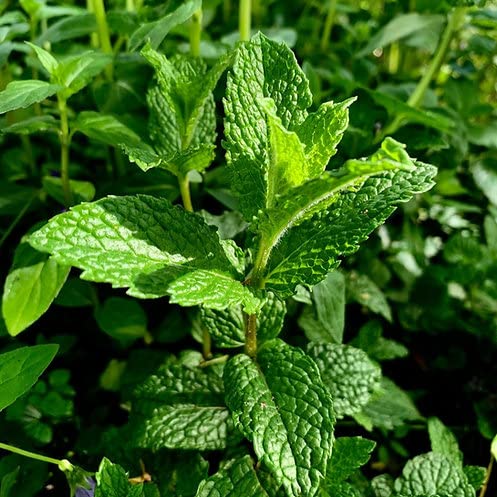 Biocarve Seeds Winter Herb Seeds for Home & Terrace Gardening | Indoor & Outdoor Winter Herb Seeds (Mint (MenthaPipreta)) (B0C37CJNM6) Amazon Price History, Amazon Price Tracker