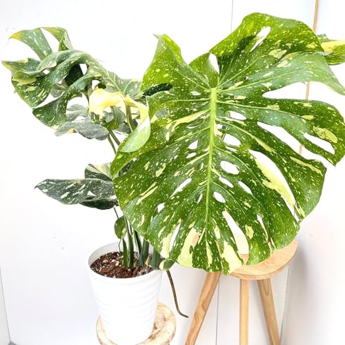 観葉植物 モンステラ 斑入り」の人気商品一覧 | 安い商品を通販サイト