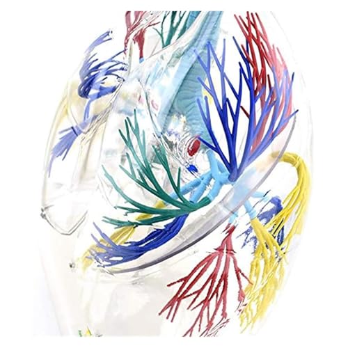 Modèle pulmonaire transparent 3D pour l'enseignement de l'anatomie