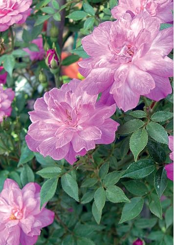 Rose Antiche E Vintage. Ediz. A Colori - 3