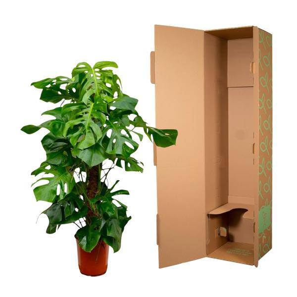 Monstera Deliciosa – Köstliches Fensterblatt – Zimmerpflanze 150cm – Ø27cm – Tropische XXL-Pflanze mit großen grünen Blättern – Dekorative Kübelpflanze für Wohnzimmer & Büro