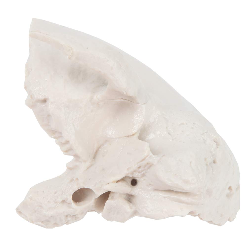 Axis Scientific Temporal Bone - Left, Human Skull Anatomy Model, Medical Vision Scientific Flexible Cervical, Real Models Tools, Skeleton Head, Skulls Replica Life Size