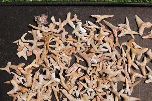 Image of Great Collection of Shark Teeth Fossil Shark Teeth Fossils for Kids Fossils from Morocco A246