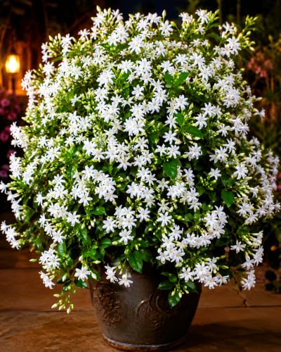 Image of Night Jasmine Flower Seeds Pack- Heavy Bloomer - Hybrid