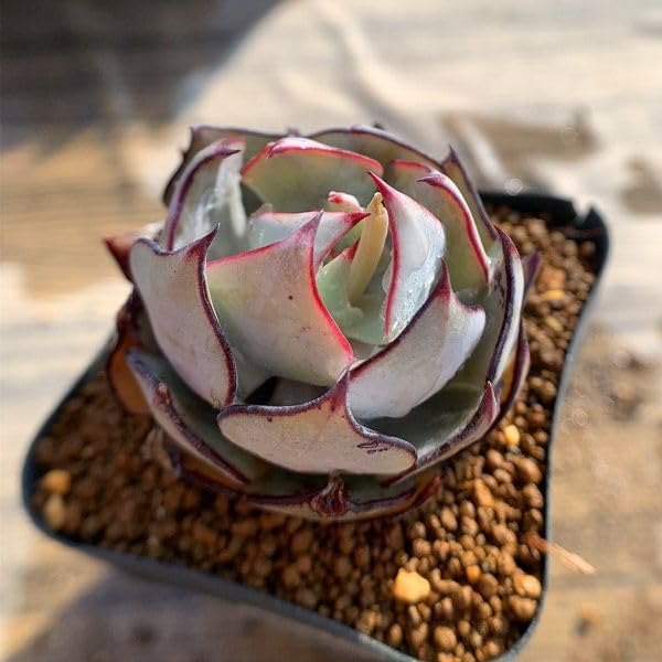 Amazon.co.jp: 当店農園生産ストリクチフローラ ノヴァ