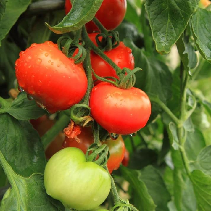 Image of Desi Tomato Vegetable Seeds, Vegetable Seeds for Home Gardening, Vegetable Planting Seeds for Kitchen, Tomato Seeds (Pack of 2g) (Red, Desi Tomato)