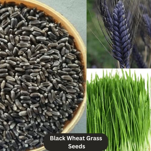 Image of Organic Black Wheat Grains Seeds (5 Kgs) | Kale Gehu Ka Seeds | For Farming, Sowing & Agriculture Use | Produce of India | 100% Natural & Non-GMO | By Eywa