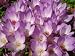 10 AUTUMN CROCUS Colchicum Autumnale Meadow Saffron Flower Seeds *Comb S/H