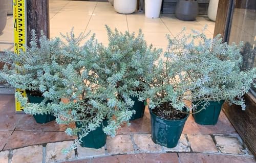  EGXgMA X[L[zCg 5Zbg