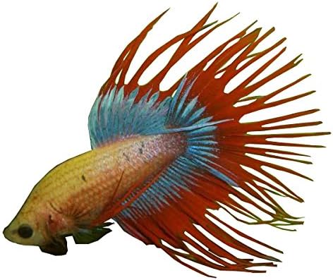 types of crowntail betta fish