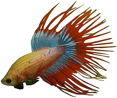 fighter fish in amazon