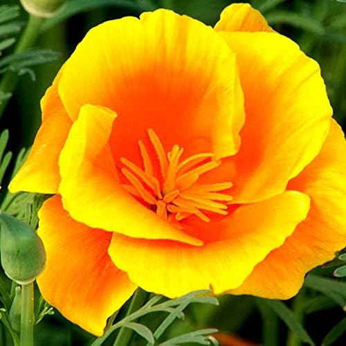Miniatura 3 de Mezcla de semillas de amapolas de California, más de 250 semillas para plantar flores dobles Eschscholzia Californica sin OMG