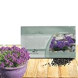 Outsidepride Linaria Alpina Alpine Toadflax Ground Cover Seeds - 250 Pcs Perennial, Dwarf Ground Cover, Attractive Green-Gray Foliage, Bright Violet Flowers Great in Full Sun & Well-Drained Rocky Soil