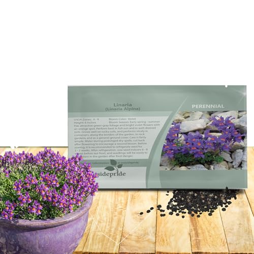 Outsidepride Linaria Alpina Alpine Toadflax Ground Cover Seeds - 500 P