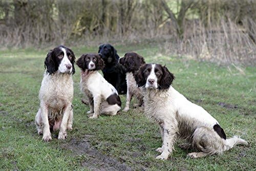 Skinners Field & Trial Muesli Mix  Complete Dry Adult Dog Food, For Fussy Eaters, Mixed Kibble for Variety, 15kg