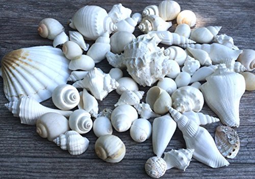 Witte decoratieve Sea Shell Mix | 1 lb Shell voor decoratie | Schelpen voor ambachtelijke | Nautical Crush Trading TM door Nautical Crush Trading