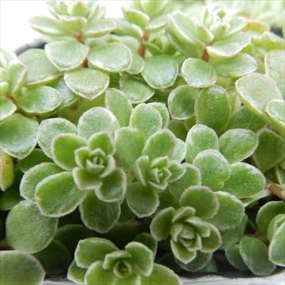 Amazon Seセダム フイリマルバマンネングサ 多肉植物 セダム 9cmポット 観葉植物 オンライン通販
