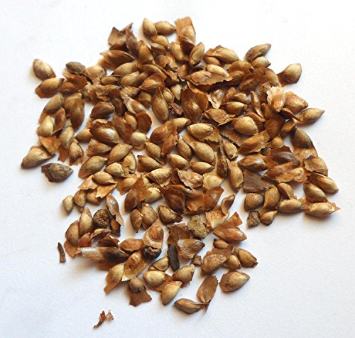 Japanische Zeder - Sicheltanne - 25 SAMEN - Cryptomeria japonica - winterhart - Kultivierbar als Baum oder Bonsai