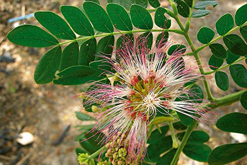 Image result for Rain Tree, acacia preta, monkey pod (Samanea saman)