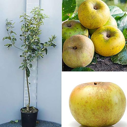 SAVINI VIVAI Pommier Renetta, plantes fruitières, pommier en pot, 22-24 cm 2-3 ans, hauteur 130-150 cm